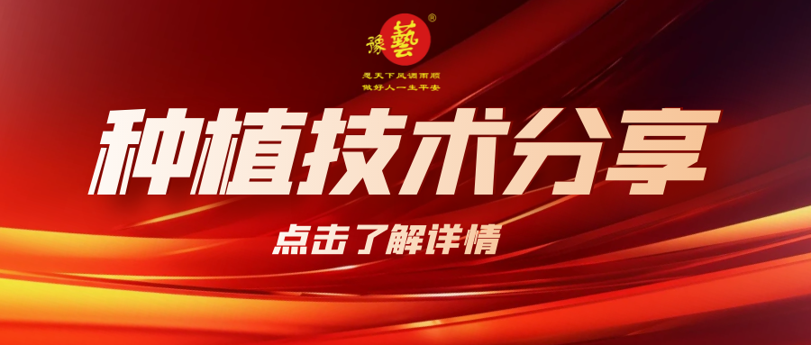 要想種出精品率高的胡蘿卜，這7點(diǎn)要注意！