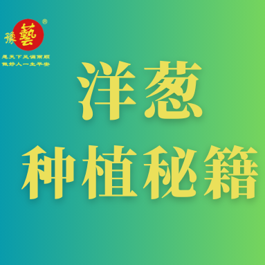 洋蔥種植秘籍：掌握這八點(diǎn)，種出優(yōu)質(zhì)洋蔥！